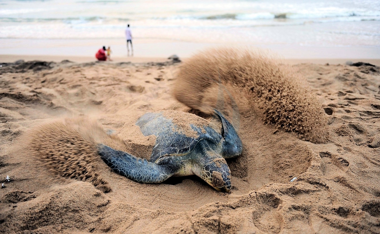 Dalyan Loggerhead Sea Turtles